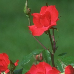 Ирина Петрова