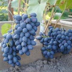 Лилия Пчелкина, 19.08, Барда