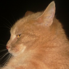 Петро Павлюченко, 27.04.1981, Киев