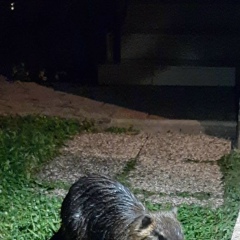 Андрей Сопильняк, 27.08.1979, Днепр (Днепропетровск)