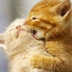 Zhenya Ponomarenko, 28.05