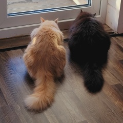 Анютка Гришина, 10.04.1987, Санкт-Петербург