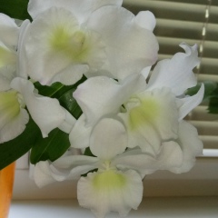 Ольга Щербина, 21.08, Запорожье