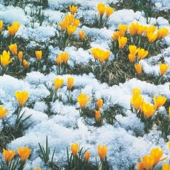 Сергей Филимонов, Алматы