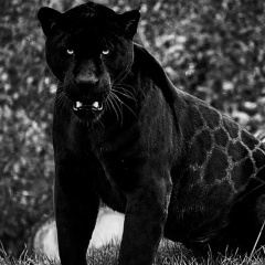 Bekzhan Tulebekov, 25.10.1988, Monaco