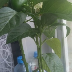 Galina Laydeger, 15.06, Санкт-Петербург