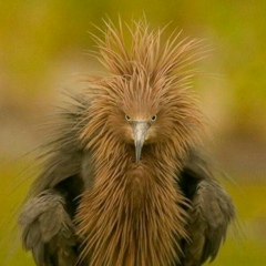 Настасья Олькова, 29.11.1983, Южно-Сахалинск