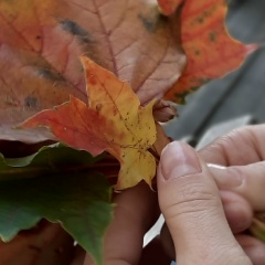 Nataliya Galandiya, 18.08.1988, Ижевск