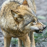 Саша Сайдхажиев, 23.02.2002, Грозный