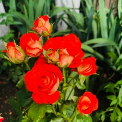 Снежана Томак, 11.08, Бельцы