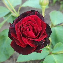 Розалия Я, 05.02.2011, Казань