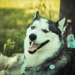 Артур Аманов, 17.03.1992, Los Angeles