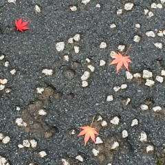 Марина Ларионова, Гатчина