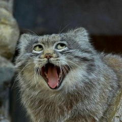 Рина Паринова, Борисоглебск