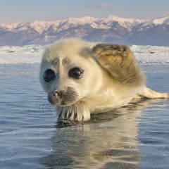 Николай Иванов, 14.01, Иркутск