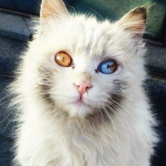 Yeldos Orazakayev, 25.05, Алматы