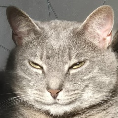 Ирина Суворова, Санкт-Петербург