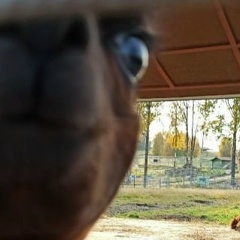 Алексей Гавриленков, 03.11, Санкт-Петербург