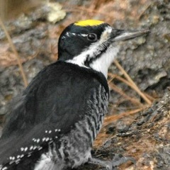 Владимир Фридман, 23.02, Москва