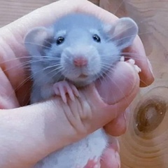 Chroma Jester, 19.04.1988, Ōsaka