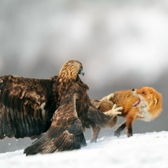 Zhaksykeldi Rysmagambetov, 04.10, Актобе