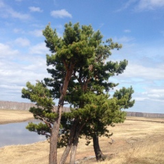 Братский Район, 01.01.1990, Прибрежный