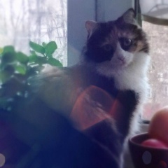 Дарья Архипова, 25.04.1989, Москва