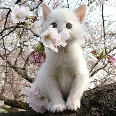 САМИРА Мансурова, 26.01.2004