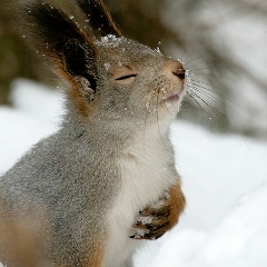 Вера Вороная, Heidelberg