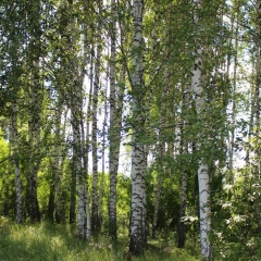Анна Хохлова-Дмитренко, 21.01.1987, Москва
