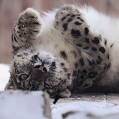 Влад Цветков, 30.08.1994, Бишкек