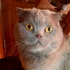 Оксана Данилова, Санкт-Петербург