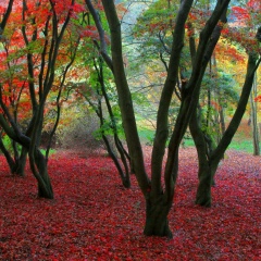 Nigora Alieva, 01.01, Фергана