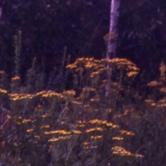 Мария Фролова, 24.07.1988