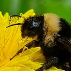 Мария С, Москва