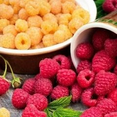 Нина Баязитова, 19.08.1979, Алматы