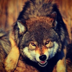 Elaman Kursi, 28.03, Узынагаш