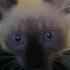 Максим Лысынчук, 14.06.1991, Киев