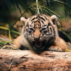 Данил Галкин, 18.07.1995, Chicago