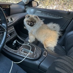 Elvin Teymurzade, Баку