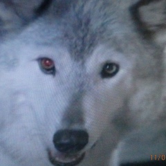 Качок Майоров, 18.06.2000, Ижевск