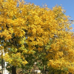 Зарема Магомедова, Махачкала