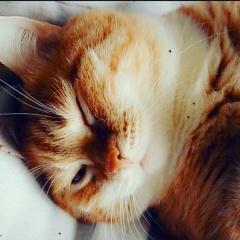 Данил Коротин, 26.03, Новосибирск