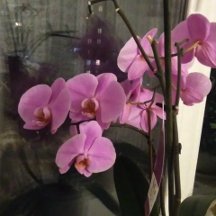 Надежда Надеждина, Иваново