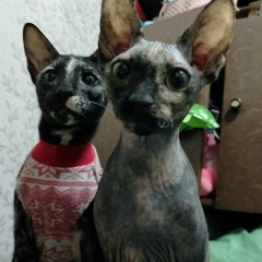 Денис Дорофеев, 07.12, Тула