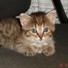 Алсу Мамлеева, 18.03, Санкт-Петербург