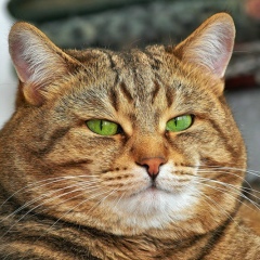 Ден Яковлев, Курган