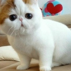 Надежда Федотова, 06.11, Москва