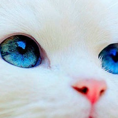 Наталья Тринчук-Агаджанян, 16.05, Бердичев