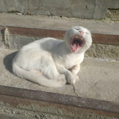 Павел Ушанов, 01.12.1902, Пересвет